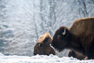 Naklejka premium captive bison in snow at the Bison Ranch in Les Prés d'Orvin, Swiss Jura