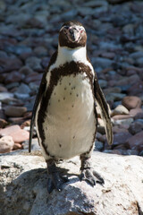pinguin