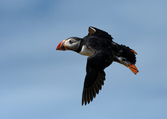 Atlantic puffin in flight over skokholm island