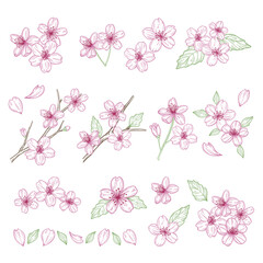 Cherry blossoms illustration materials set