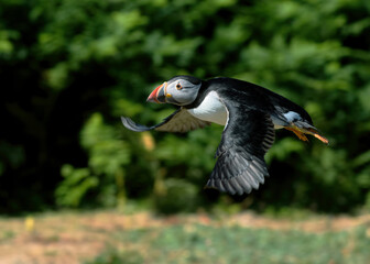 Puffin in flight