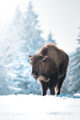 young captive bison in snow at the Bison Ranch in Les Prés d'Orvin, Swiss Jura © schame87