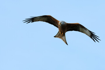 Red Kite in flight