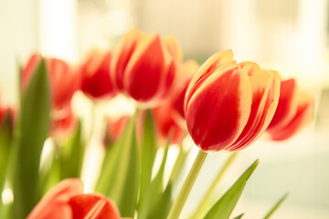 A bouquet of red yellow tulips in a vase on table at sunny spring day on bright flower background