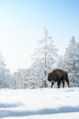 captive bison in snow at the Bison Ranch in Les Prés d'Orvin, Swiss Jura