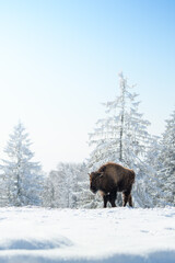 captive bison in snow at the Bison Ranch in Les Prés d'Orvin, Swiss Jura