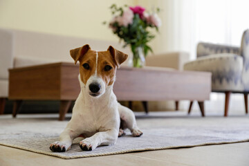 Curious Jack Russell Terrier puppy looking at the camera. Adorable doggy with folded ears lying on the floor at home. Vase with flowers on coffee table. Close up, copy space, cozy interior background.