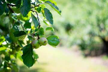 Organic green apple tree in the garden.