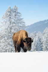 captive bison in snow at the Bison Ranch in Les Prés d'Orvin, Swiss Jura