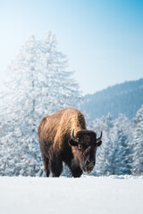 captive bison in snow at the Bison Ranch in Les Prés d'Orvin, Swiss Jura © schame87