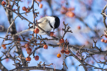 Chickadee Eating Crabapples
