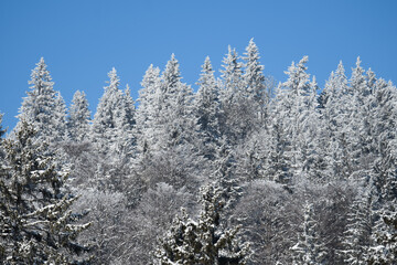 frosty winter forest at Prés-d'Orvin