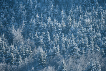 frosty winter forest at Prés-d'Orvin