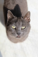 Gray cat with green eyes