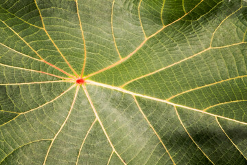 Leaf background texture macro photography. Nature concept