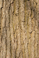 Close up of oak tree bark detail
