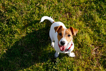 Funny little jack russell terrier pup playing in the park on a juicy green lawn. Adorable doggy with tongue hanging out resting on a grass after playing on nice summer evening. Copy space, background.