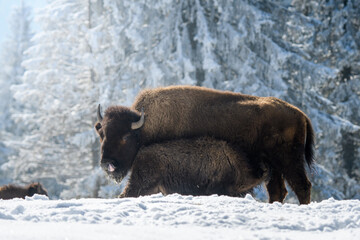 captive bison in snow at the Bison Ranch in Les Prés d'Orvin, Swiss Jura © schame87