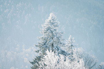 dreamy winter landscape in Les Prés d'Orvin, Swiss Jura