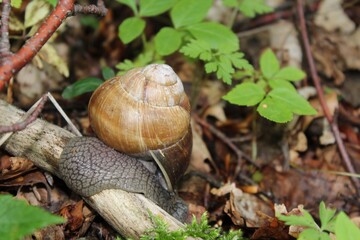 snail on a leaf