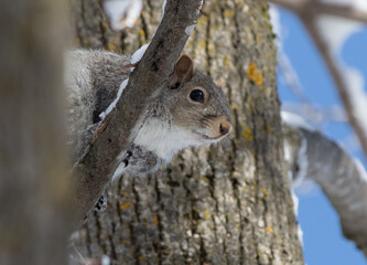 Gray Squirrel in Winter