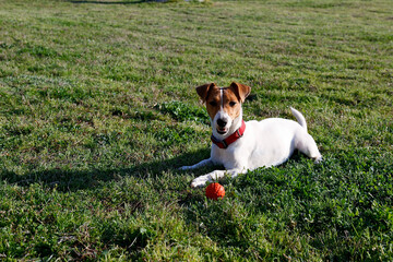 Funny little jack russell terrier pup playing with the ball in the park on a juicy green lawn. Adorable doggy resting on a grass guarding a favorite toy on nice summer evening. Copy space, background.
