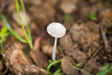 Mushroom growing in dry tree bark. Scientific name Parasola leiocephala.