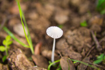 mushroom growing in dry tree bark. Scientific name Parasola leiocephala