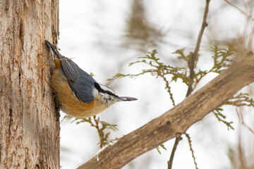 Red-breasted Nuthatch