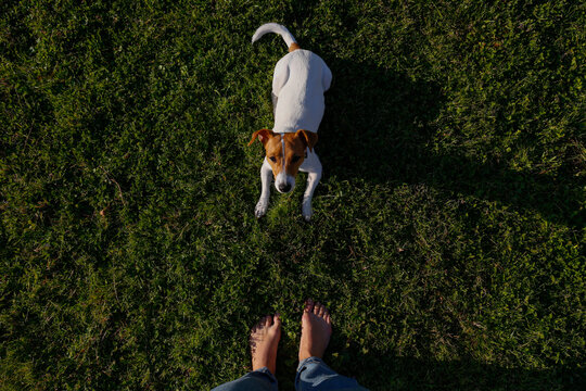 Cropped shot of young woman standing with her adorable jack russell terrier puppy. Dog training session in the park. Close up, copy space, background.