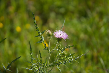 Thistle with pink flower in the forest on a sunny day. Background out of focus and bokeh effect