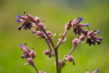 Plant with purple flowers forming a bouquet of bluebells. Out of focus background and selective focus and bokeh effect
