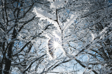 frozen and snow covered branch in winter with a single leaf