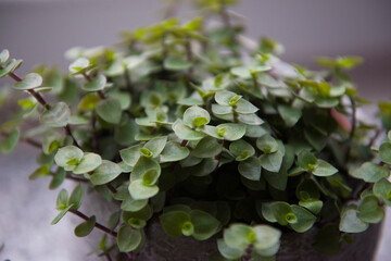 Zielona roślina doniczkowa z małymi liśćmi. - obrazy, fototapety, plakaty