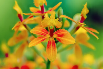 Closeup of an orange epidendrum orchid.