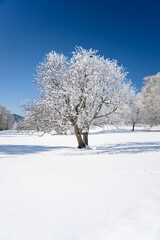 dreamy winter landscape in Les Prés d'Orvin, Swiss Jura