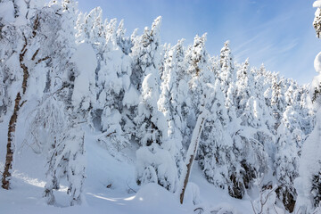 Pine trees frozen by snow