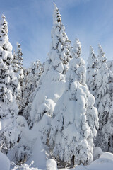 Fototapeta na wymiar A snowy pine in winter