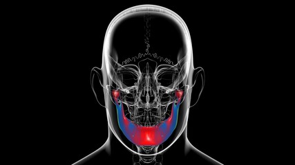 Human Skeleton Skull Mandible Bone Anatomy For Medical Concept