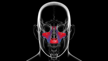 Human Skeleton Skull Maxillal Bone Anatomy For Medical Concept © mybox