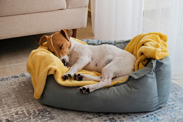 Cute sleepy Jack Russel terrier puppy with big ears resting on a dog bed with yellow blanket. Small...