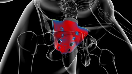 Human skeleton anatomy Sacral Bone 3D Rendering © mybox