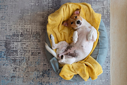 Cute sleepy Jack Russel terrier puppy with big ears resting on a dog bed with yellow blanket. Small adorable doggy with funny fur stains lying in lounger. Close up, copy space, background, top view.