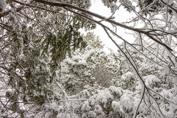 Through the Branches