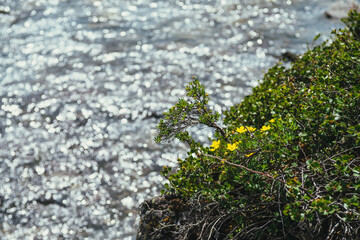 Sunny nature background with small yellow flowers of cinquefoil on shore near clear azure mountain lake in sunlight in bokeh. Yellow small flowers of dasiphora fruticosa above shiny blue mountain lake