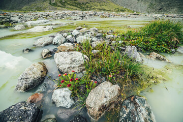 Vivid alpine landscape with beautiful pink flowers of rhodiola algida and green grasses among stones in waterlogged mountain lake. Bright mountain scenery with wild flora of highlands in swampy lake.