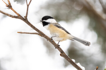 Winter Chickadee