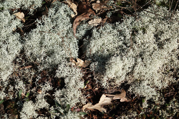 Early spring in the dunes of Solleveld of The Hague 