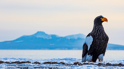 オオワシと国後島 © Yuuki Kobayashi