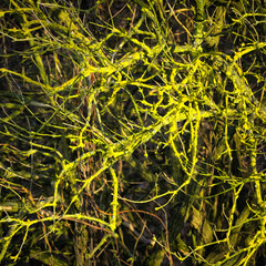 twigs with lychen and moss